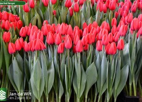 Tulipa Red Ranger ® (1)